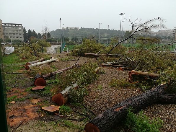 Cagliari, decine di alberi tagliati in via Cadello, il Grig: “E’ stato autorizzato?”