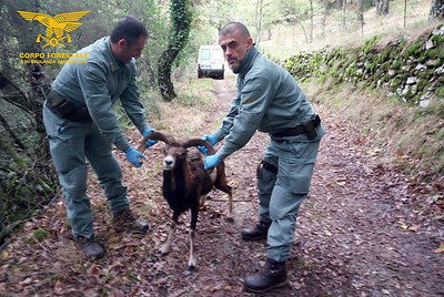Muflone in difficoltà soccorso nelle campagne di Gadoni
