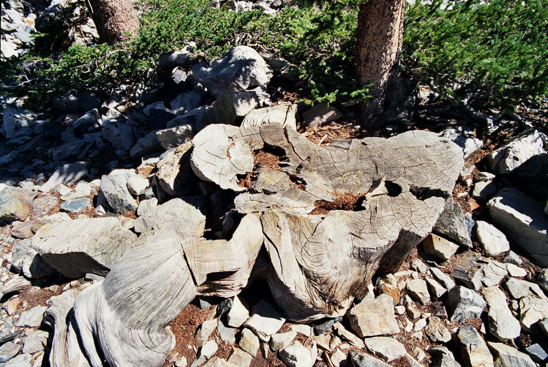 5067 anni: scoperto nell’albero più vecchio del mondo il meccanismo della longevità