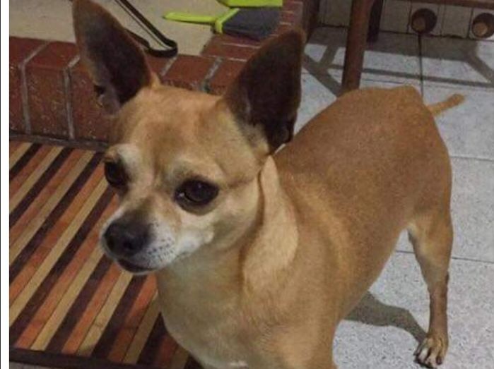 Cagliari, la disperazione di una ragazza: “Il mio cane sparito nel nulla, chi l’ha preso?”
