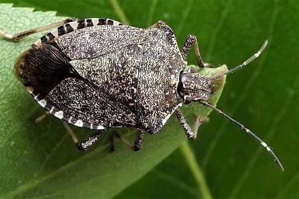 Allarme cimice asiatica in Sardegna: “Necessarie misure urgenti per aiutare le aziende”