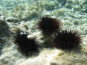 “Rimbocchiamoci le maniche”: una petizione popolare per la moratoria della pesca del riccio di mare