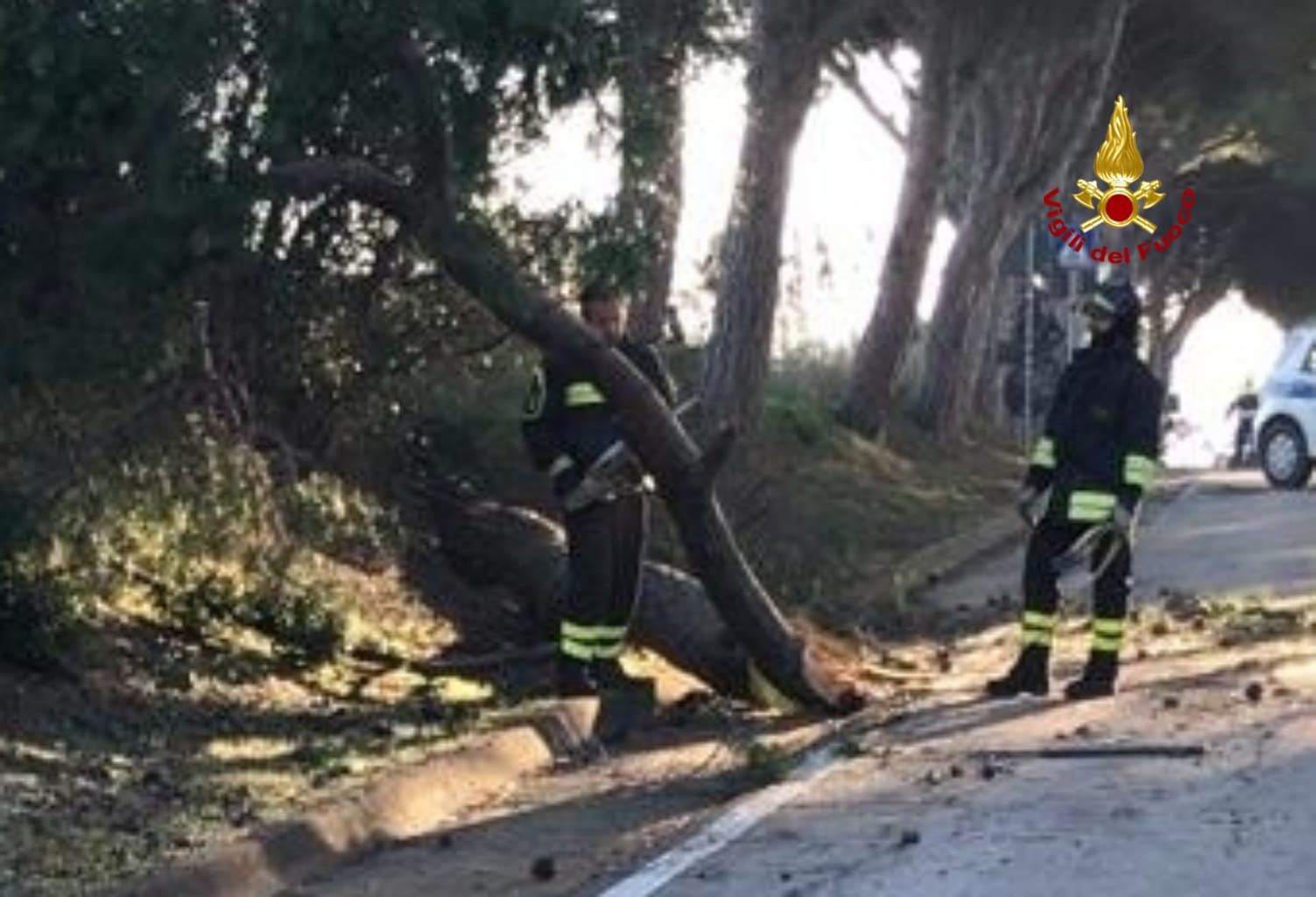Albero pericolante in mezzo alla strada, intervento dei vigili del fuoco a Elmas