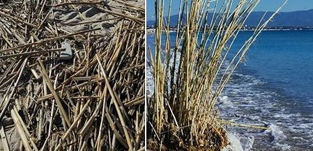 Cagliari, il doppio sos: “Poetto invaso dalle canne e sabbia spinta dal maestrale verso il mare”