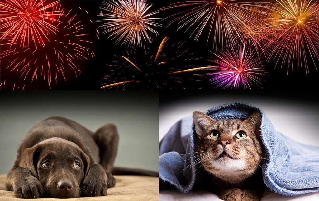 Botti di Capodanno, terrore per cani e gatti: consigli antistress per micio e fido