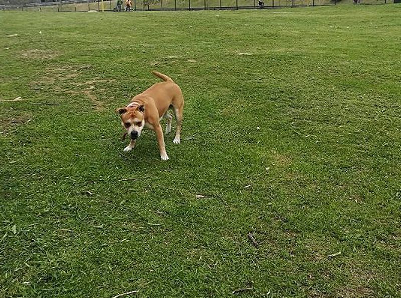 Cagliari, a Stampace aprono due maxi aree cani con fontanelle e panchine
