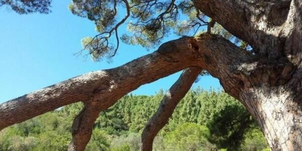 Forte vento a Sassari, caduti alberi e rami spezzati: interventi in corso