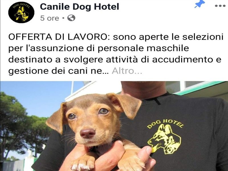 Assemini, bufera sul canile che assume solo educatori uomini: “Devono fare anche lavori duri”
