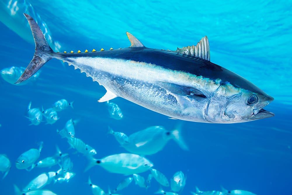Giappone, asta record al mercato del pesce: tonno rosso venduto a 1,5 milioni di euro