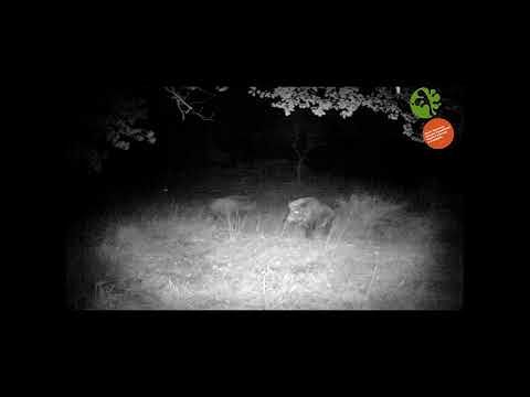 Branco di lupi assalta un cinghiale, furiosa battaglia nella notte per la vita – VIDEO
