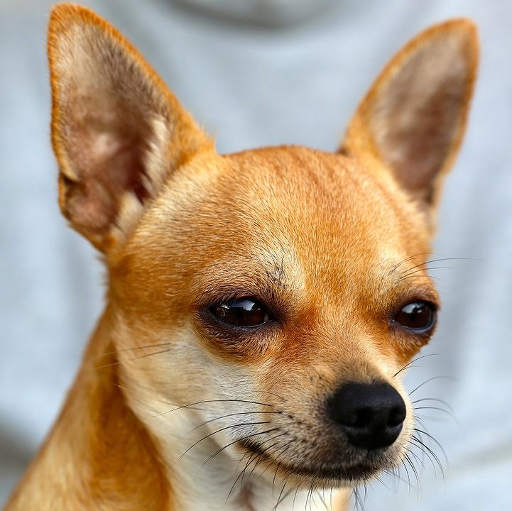 Cagliari, il chihuahua abbaia troppo e un 21enne lo ammazza con la scopa: la mamma denuncia il figlio