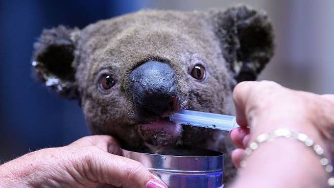 Australia, mezzo milione di animali morti e centinaia di persone intrappolate: il mondo è attonito