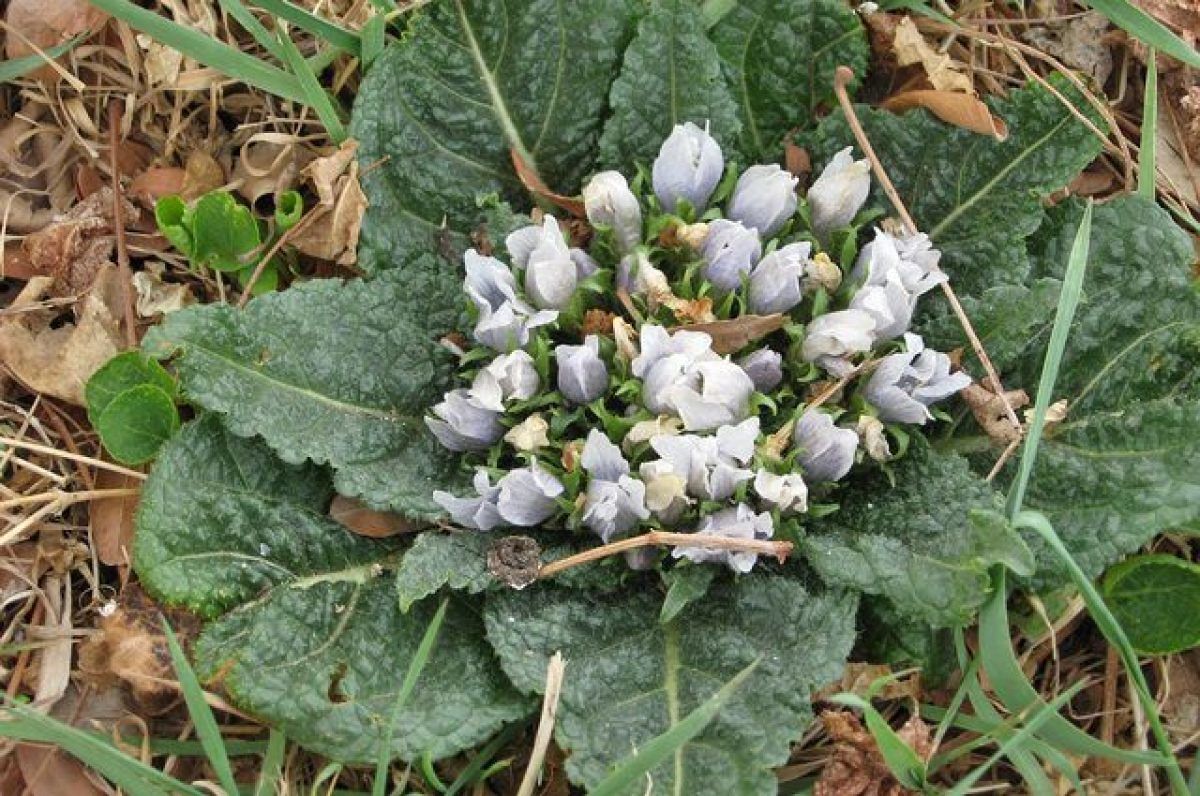 Scambiano la mandragora per cicoria, donne intossicate e ricoverate a Carbonia: salvate dai medici del Sirai