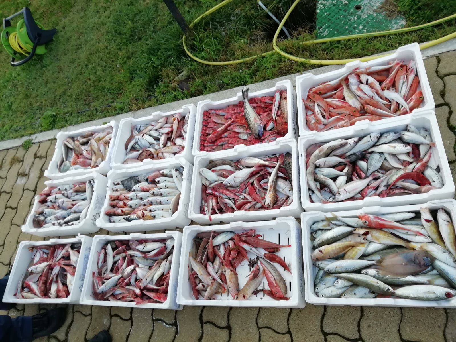 pesce
