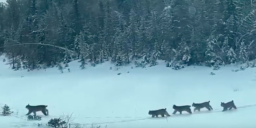 La lince e i suoi cinque cuccioli: le immagini spettacolari