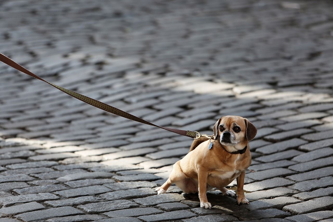 Tredicenne non raccoglie gli escrementi del cane, un vecchietto infuriato glieli “spalma” addosso
