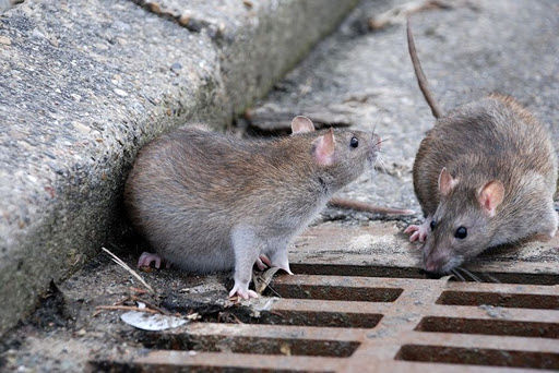 Guerra ai topi a Cagliari, nuovi interventi di derattizzazione