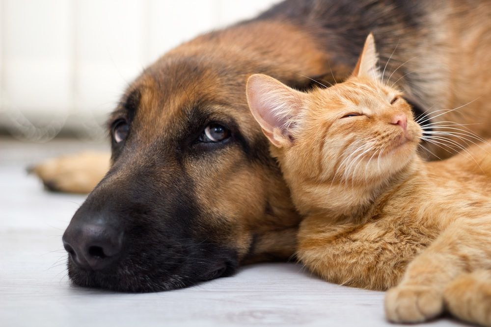 Coronavirus, l’OMS: “Non esistono prove per affermare che cani e gatti possono essere infettati”