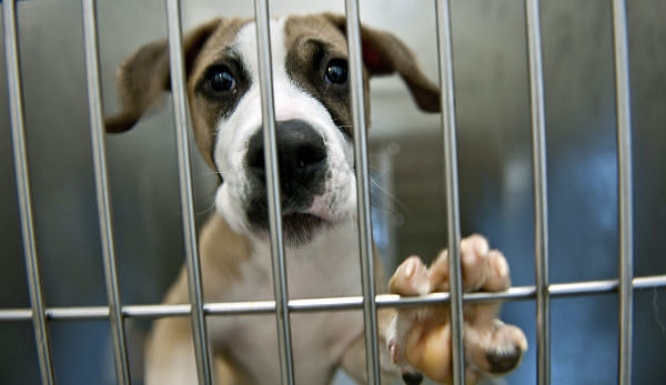 Cagliari, un canile diffuso nei parchi a Monte Urpinu e a San Michele: si pensa al “bonus cane”