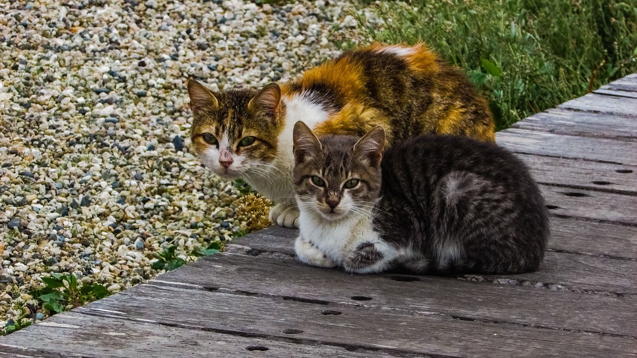 Portano cibo ai gatti in strada, due persone multate e denunciate nel Cagliaritano