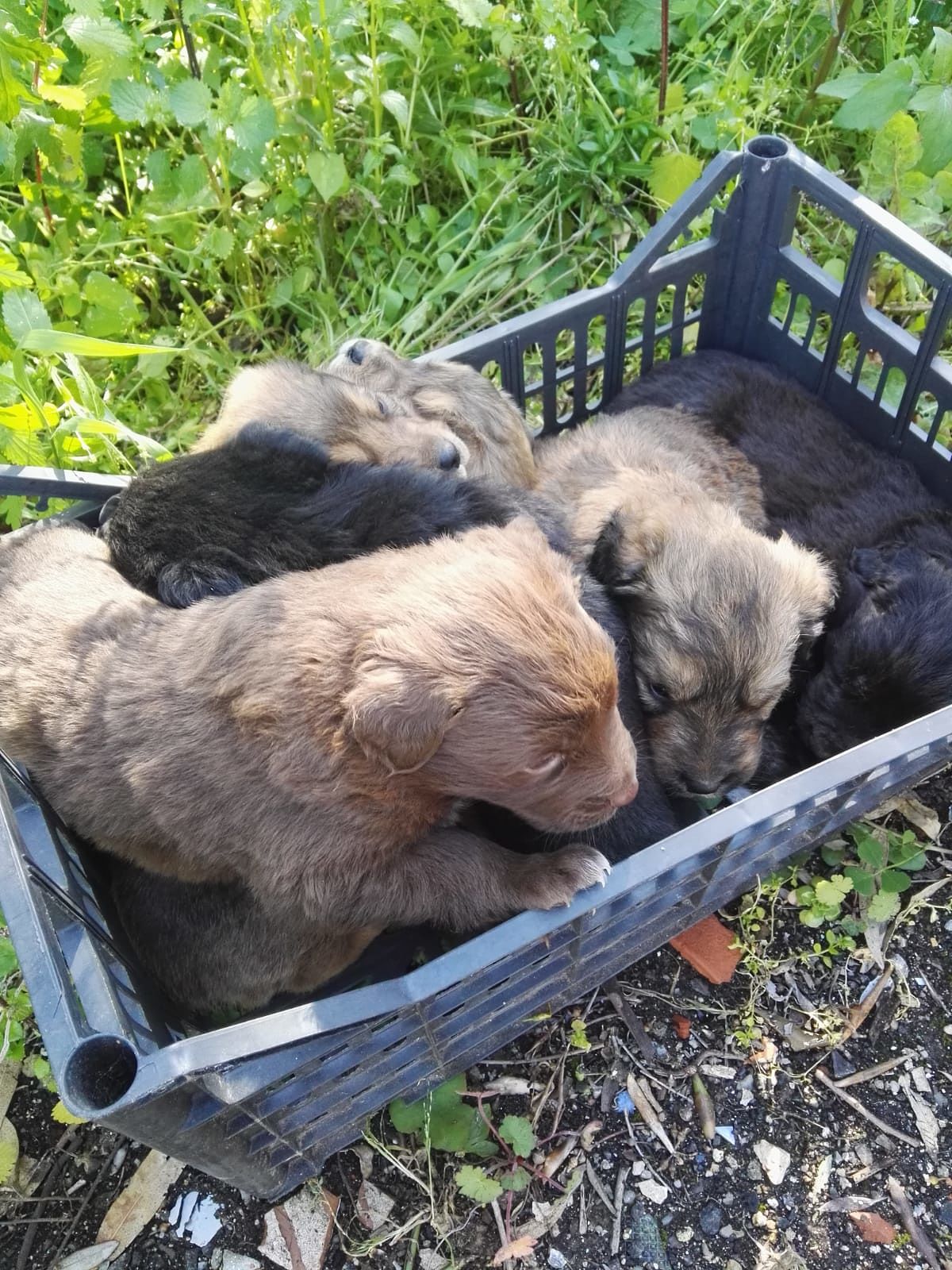 Sassari, sei cuccioli messi in salvo dai barracelli: ora sono al sicuro, ma cercano casa