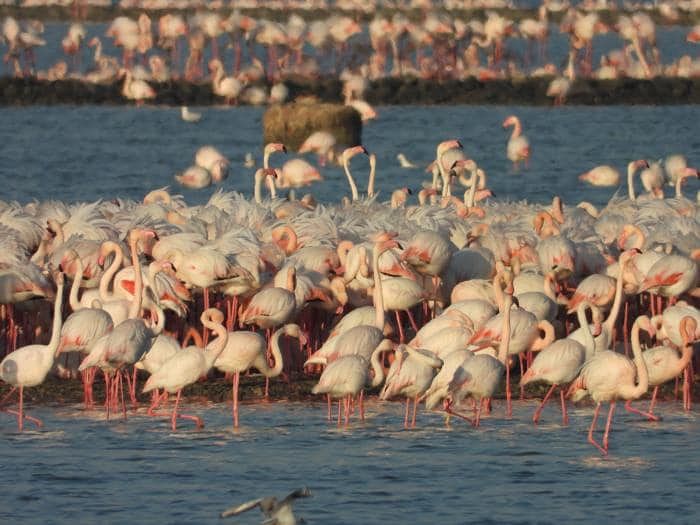 Cagliari, la rinascita rosa a Molentargius: nell’oasi 3mila coppie di fenicotteri