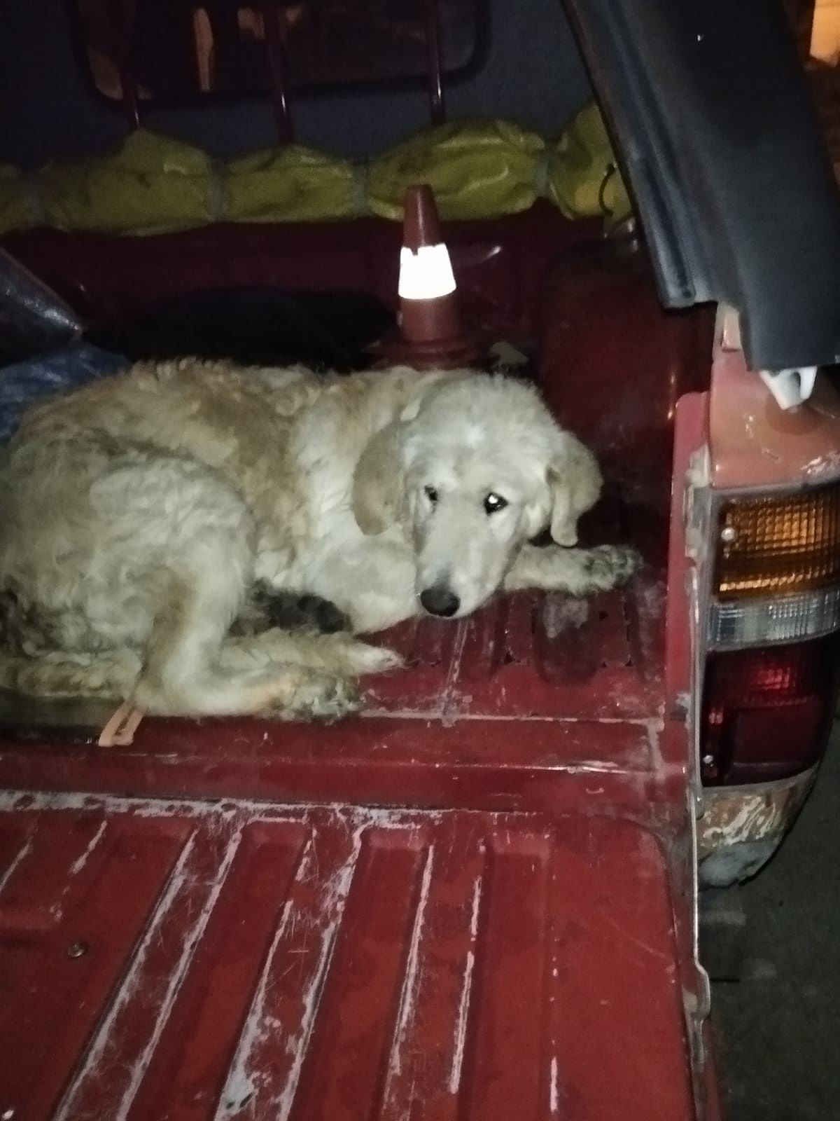 La Polizia locale salva due cani randagi: si trovano in prognosi riservata
