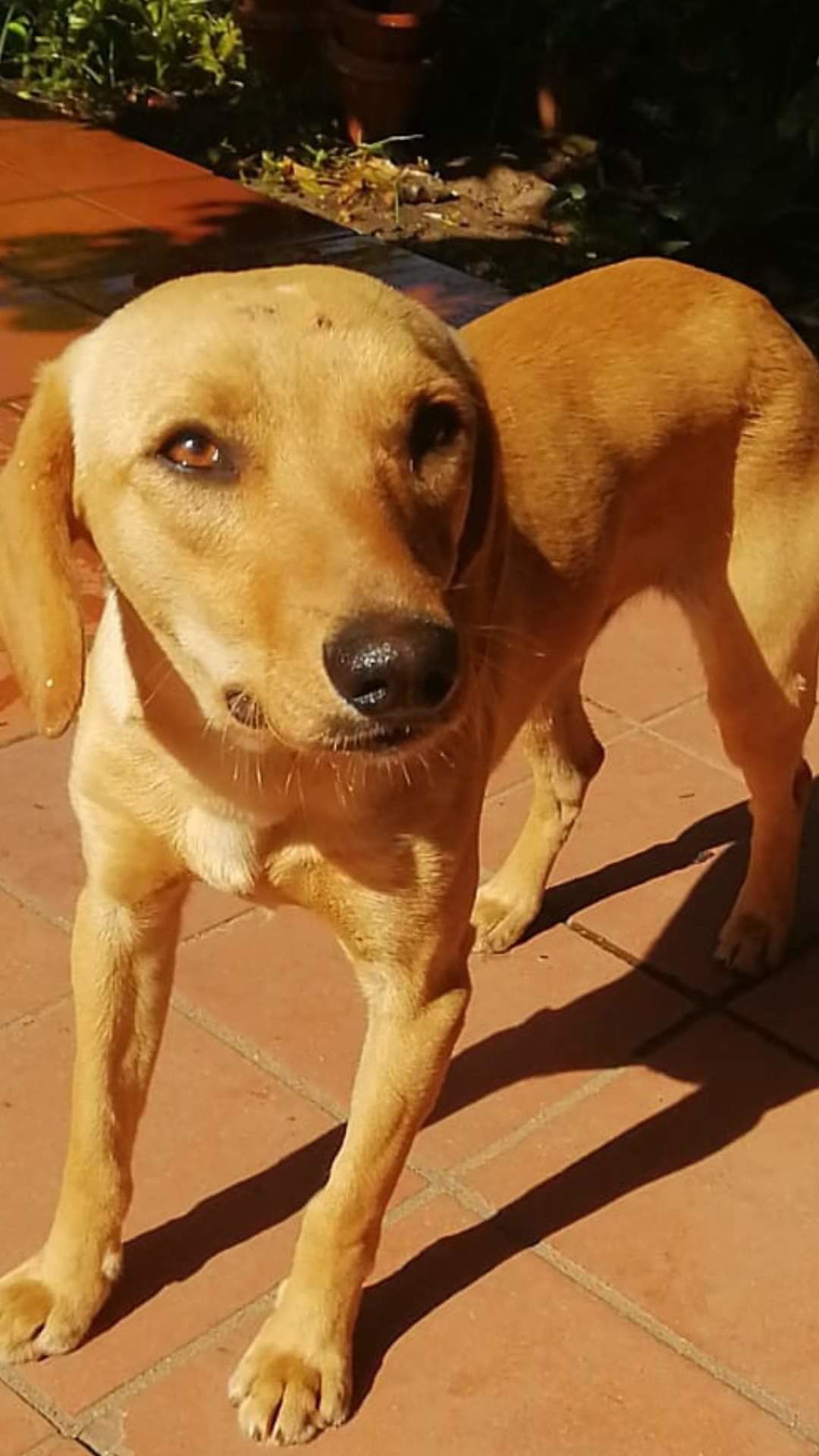 Cagnetto meticcio abbandonato a Arborea, lo riconoscete?