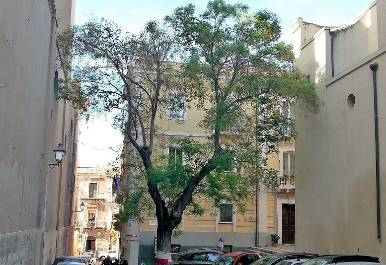 Cagliari, l’ultimo albero di Stampace: “Mi usano come bagno pubblico, posa cenere e porta rifiuti. Basta”