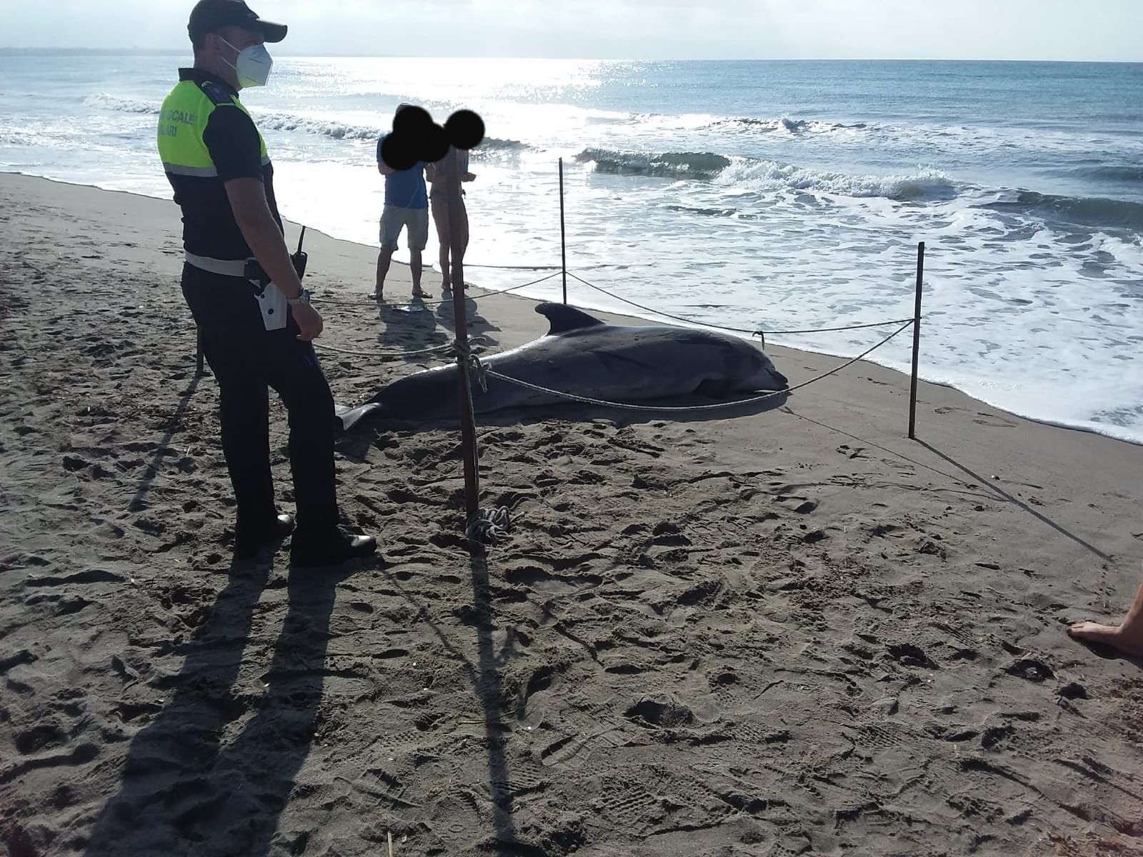 Delfino spiaggiato al Poetto, la triste scoperta di alcuni bagnanti a Cagliari