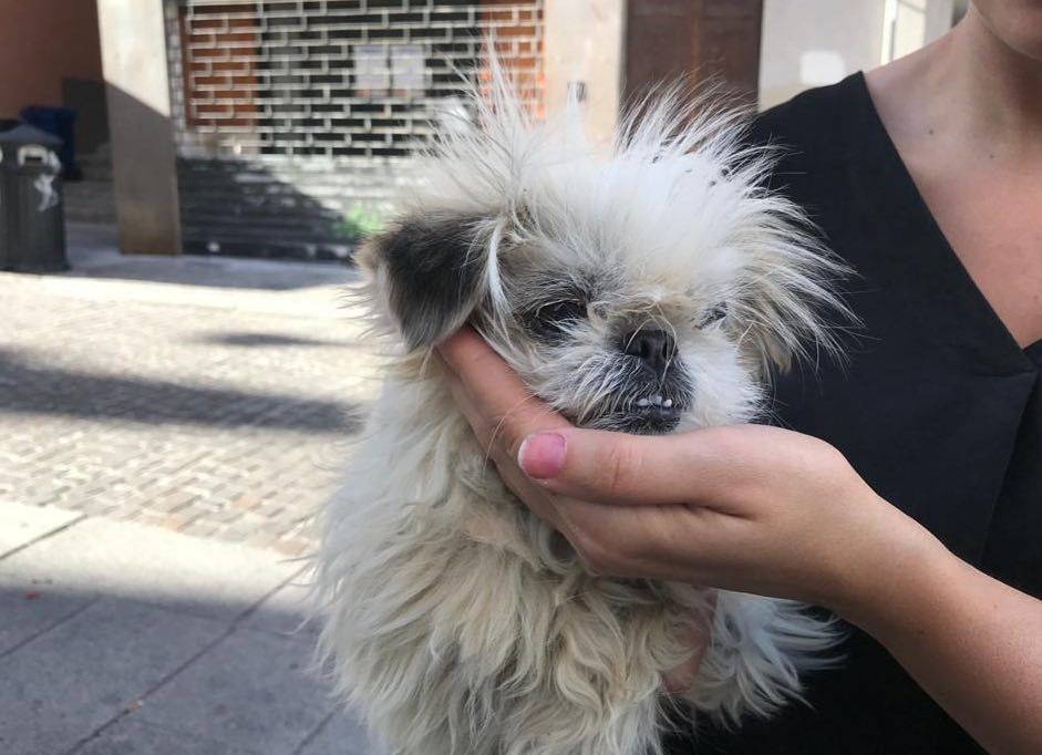 Da Mogoro a Cagliari, la cagnolina Milly ritrovata dopo sette anni