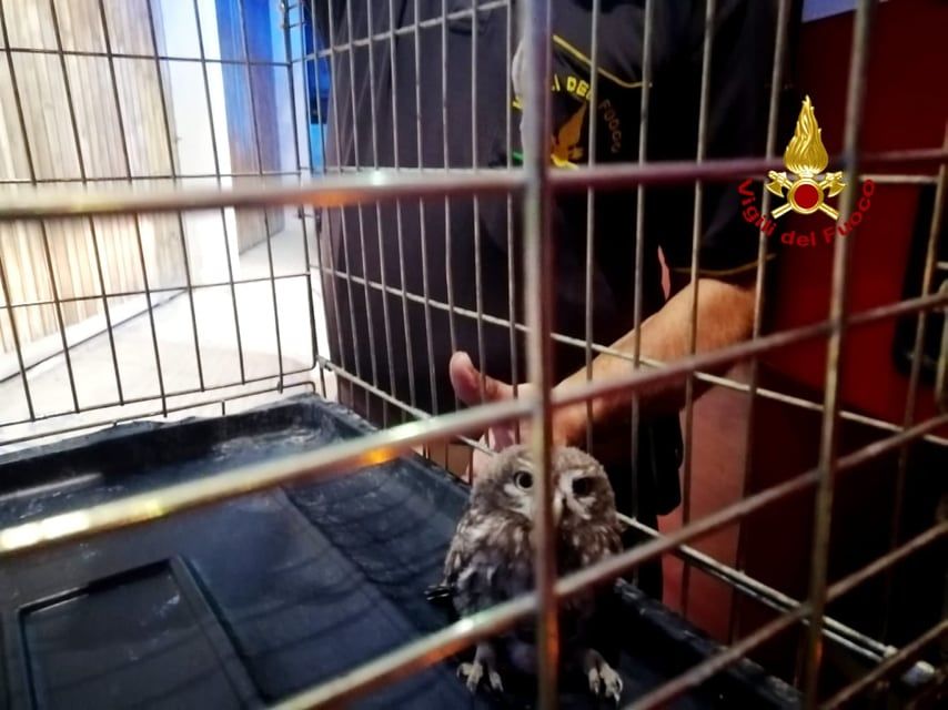 Civetta ferita entra in una casa di Sestu, i Vigili del fuoco la portano al sicuro dal veterinario
