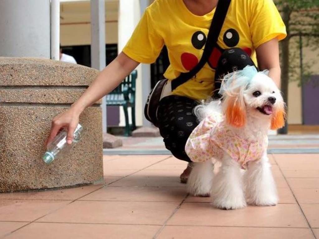Cagliari, stretta sulla pipì dei cani: Truzzu obbliga i padroni a pulire con le bottiglie