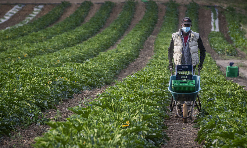 Covid, la scure si abbatte sul lavoro: perso mezzo milione di contratti a termine