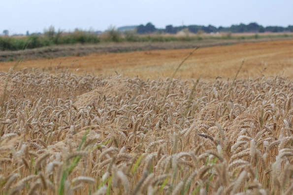 Sulcis, la denuncia del Grig: “Zona agricola, zona di cemento, a due passi da Porto Botte”