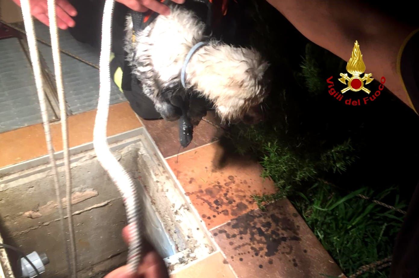Settimo, cagnolino intrappolato nelle fogne salvato di Vigili del Fuoco
