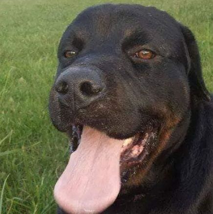 Rottweiler smarrito a Dolianova, la padrona: “Ricompensa per chi lo ritrova”