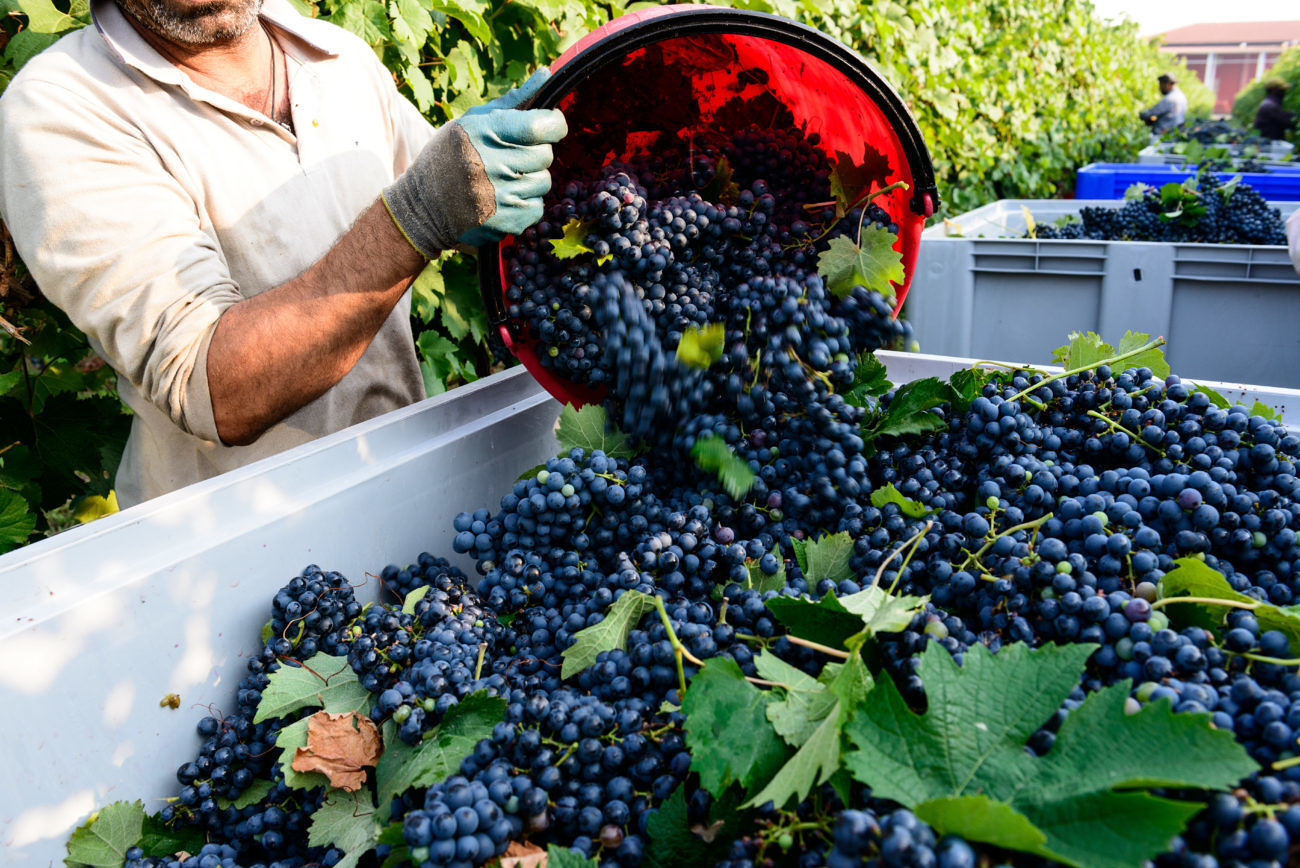 Sardegna, la vendemmia 2020 promette qualità e una forte ripresa nella quantità