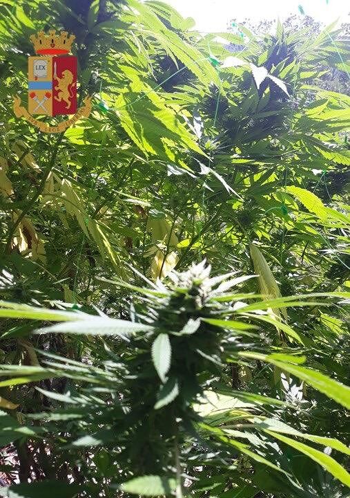 Piante di marijuana alte più di 3 metri: 37enne arrestato dalla polizia a Sinnai