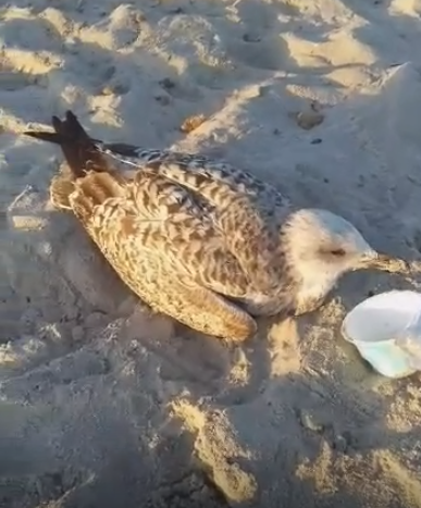 Gabbiano ferito al Poetto di Quartu, l’appello: “Salvatelo, nessuno interviene” – VIDEO