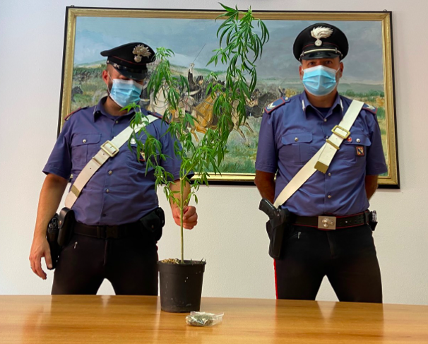 Coltiva marijuana in casa: guardia giurata nei guai a Olbia