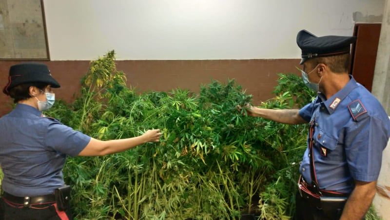 Monserrato, cento piante di marijuana in casa: coppia dal “pollice verde” in manette
