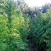 Donori, sequestrata dai finanzieri una maxi piantagione di marijuana
