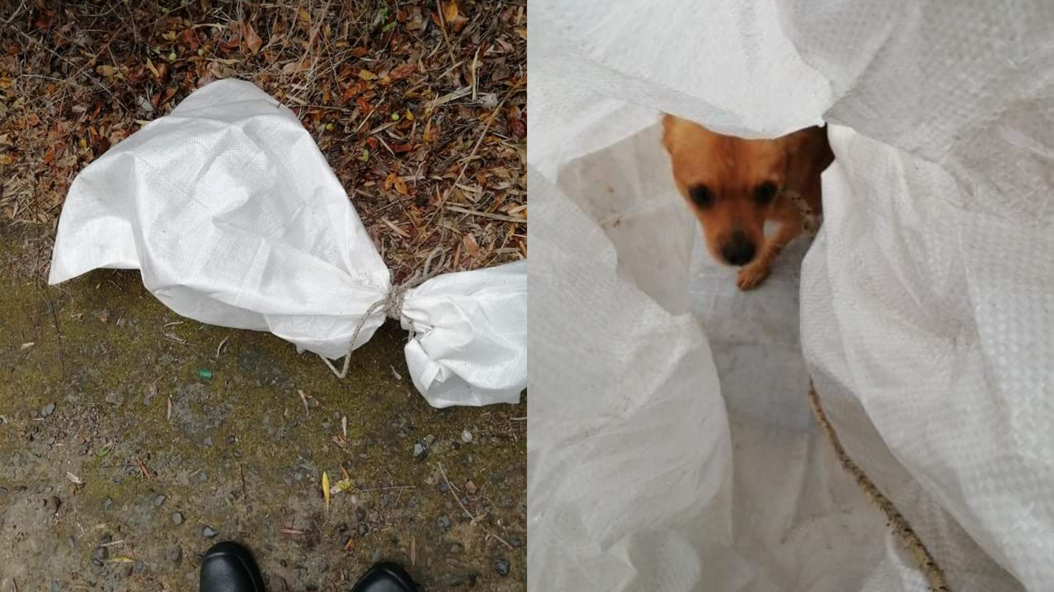 Maltrattamento di animali a Guspini, cucciolo legato dentro un sacco e abbandonato in campagna