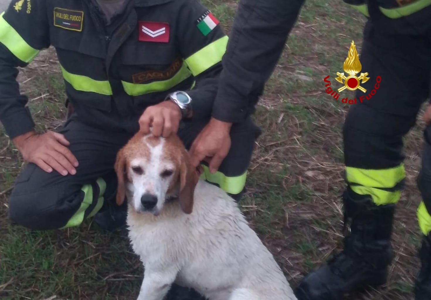 San Sperate, i vigili del fuoco salvano un cane caduto in un corso d’acqua