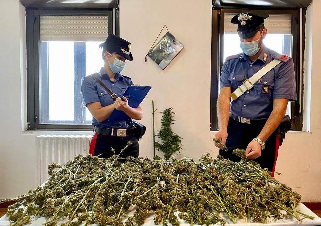 Scoperta una piantagione di marijuana a Ulassai: 30enne in manette