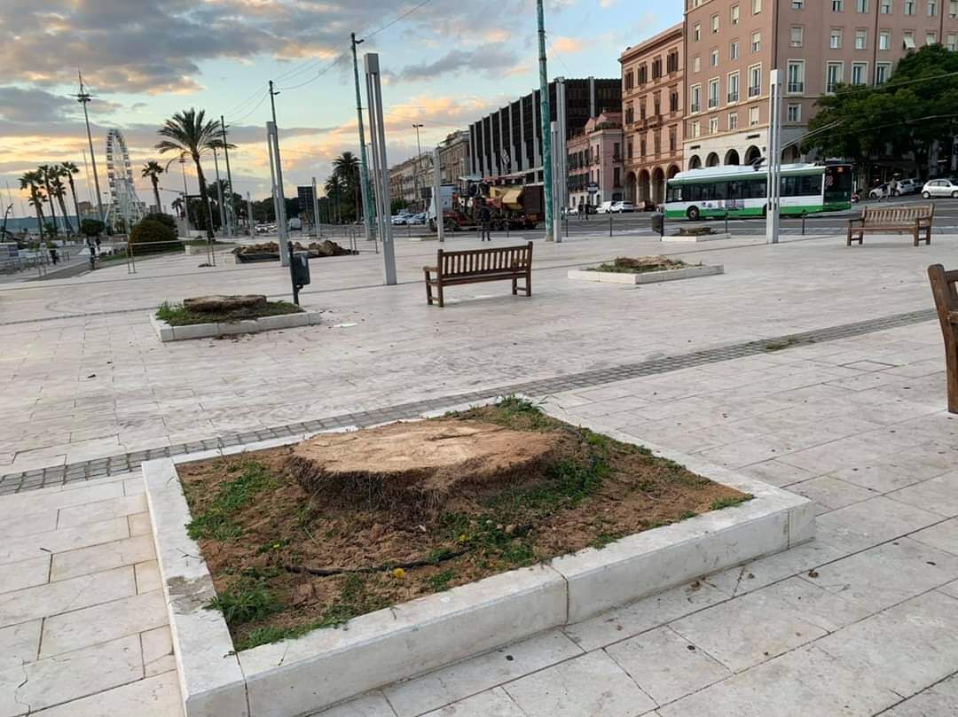 Cagliari, “8 palme tagliate in via Roma: dove c’era un polmone verde ora c’è un buco ecologico”