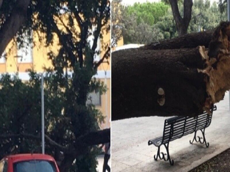 Paura a Cagliari, un albero crolla su una panchina in piazza Giovanni