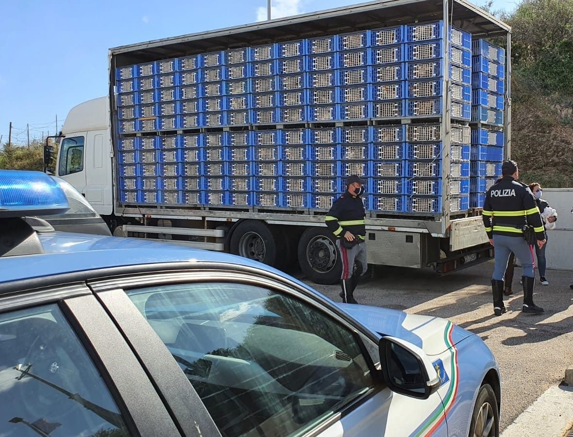 Dall’Emilia alla Sardegna, oltre 4600 animali vivi in viaggio senza cibo né acqua: multa salata per un trasportatore