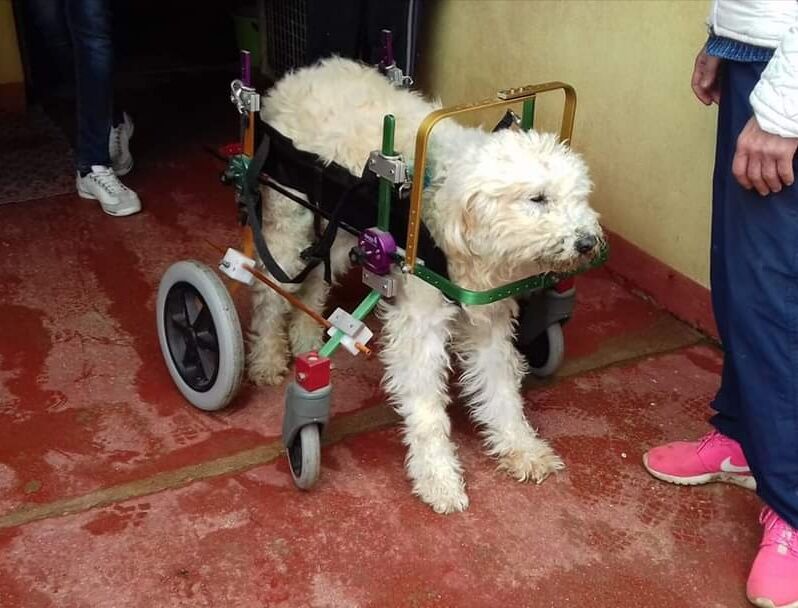 Neoneli, Fanny il cane abbandonato e salvato da morte certa vive ancora in canile